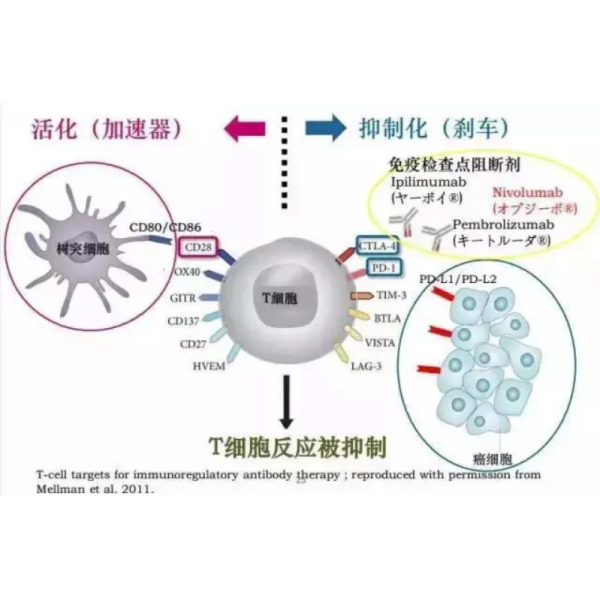 NKTR-214與O藥強(qiáng)強(qiáng)聯(lián)手，共抗黑色素瘤